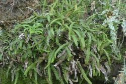 Blechnum banksii. Plants growing on a coastal bank.
 Image: L.R. Perrie © Leon Perrie CC BY-NC 3.0 NZ
